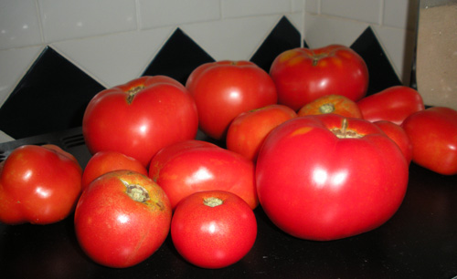 Fresh Garden Tomatoes